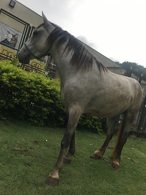 #PraCegoVer: Fotografia do cavalo Clarão. Ele é claro de cor cinza